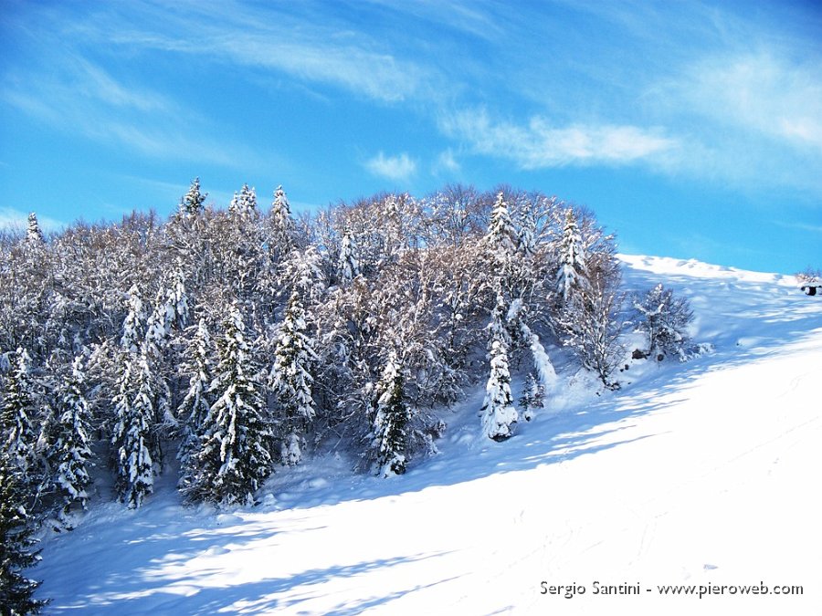 07 Bosco carico di neve.JPG